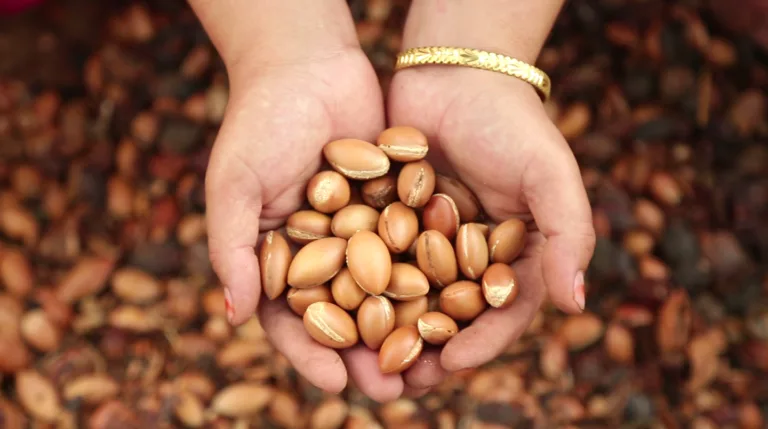 Hands holding freshly gathered argan nuts in Morocco